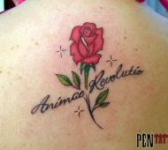 Escrito “Animae Revolutio” + Rosa